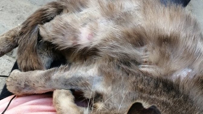 Bu kedinin neyi var ve kedi nasıl yıkanır korkutmadan?