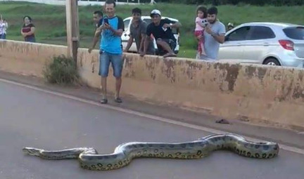 Sultangazideki yılan paniğe neden oldu! Sokakta yılanla karşılaşsaydınız ne yapardınız?