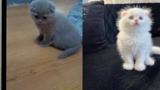 Sizce gri kedi mi, beyaz kedi mi?