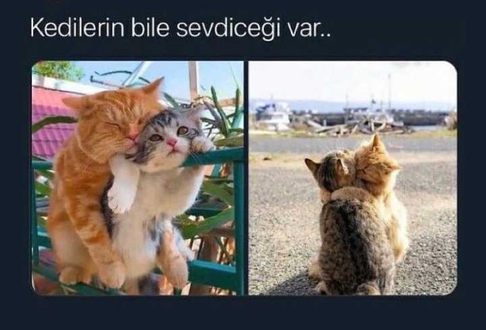 Kedilerin bile sevdiceği varken sizde durumlar ne?