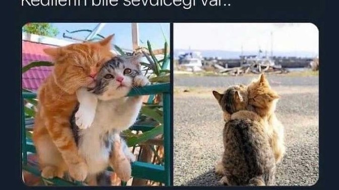 Kedilerin bile sevdiceği varken sizde durumlar ne?