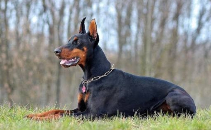 Doberman sizce saldırgan hayvan mı?