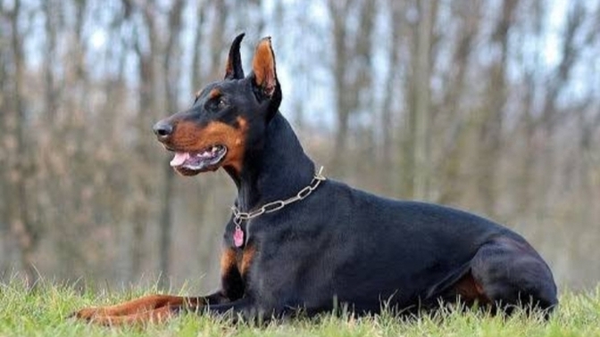 Doberman sizce saldırgan hayvan mı?