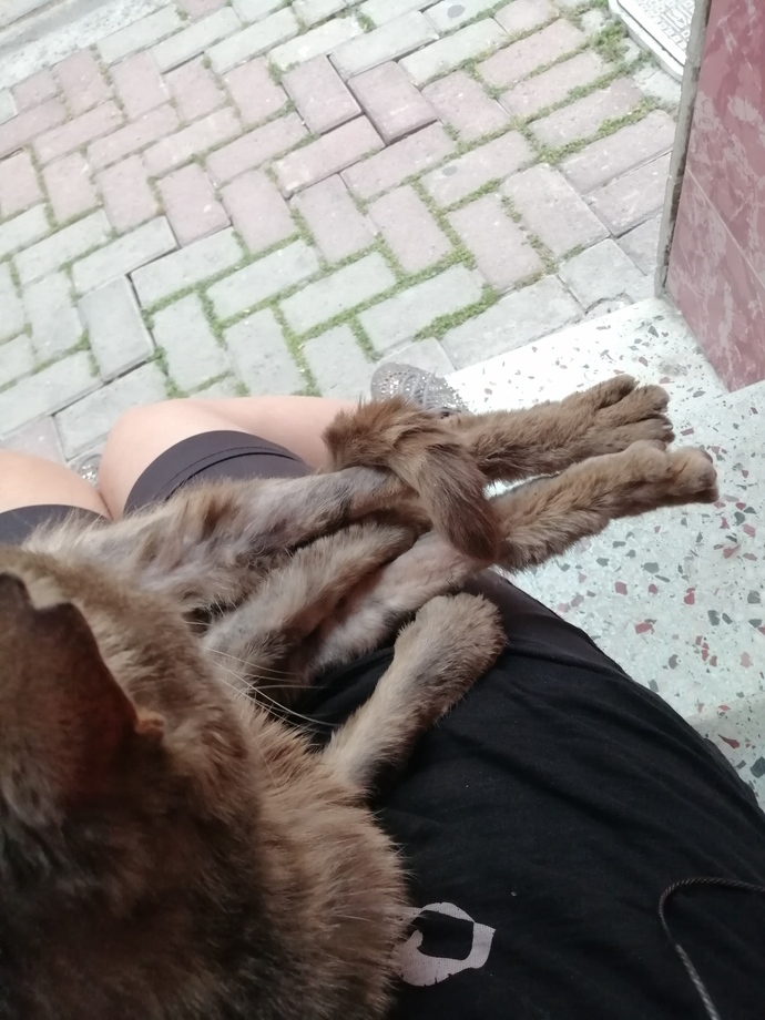 Kedi için genel muayene masrafı ne kadar olur?