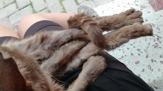 Kedi için genel muayene masrafı ne kadar olur?