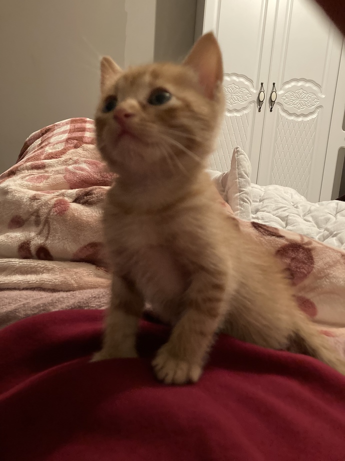 Kedi sahiplendim. İsmini Gofret mi koysam?