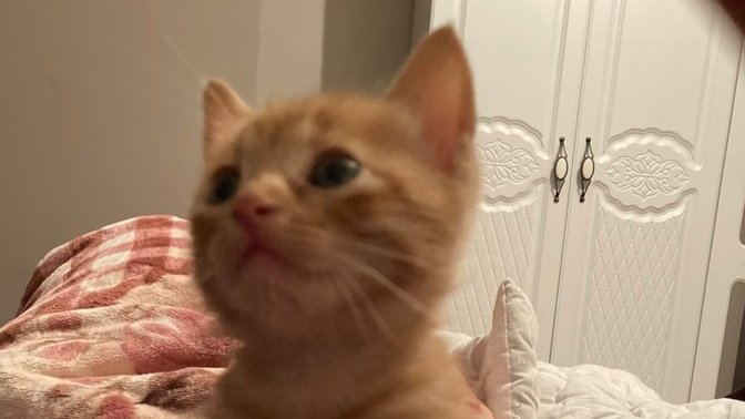 Kedi sahiplendim. İsmini Gofret mi koysam?