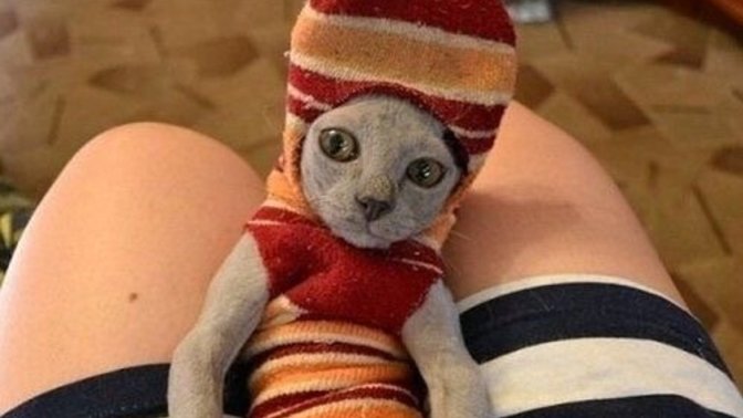 Kedinizin tuhaf hareketleri var mı sizi şaşırtan :D?