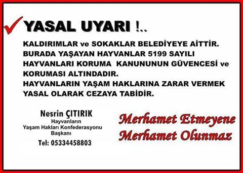 Sokak kedilerini beslediğim için benimle kavga ediyorlar, ne yapmalıyım?