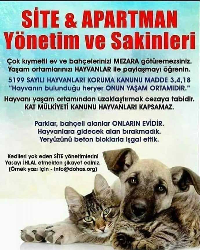 Sokak kedilerini beslediğim için benimle kavga ediyorlar, ne yapmalıyım?