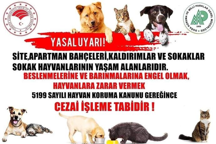 Sokak kedilerini beslediğim için benimle kavga ediyorlar, ne yapmalıyım?