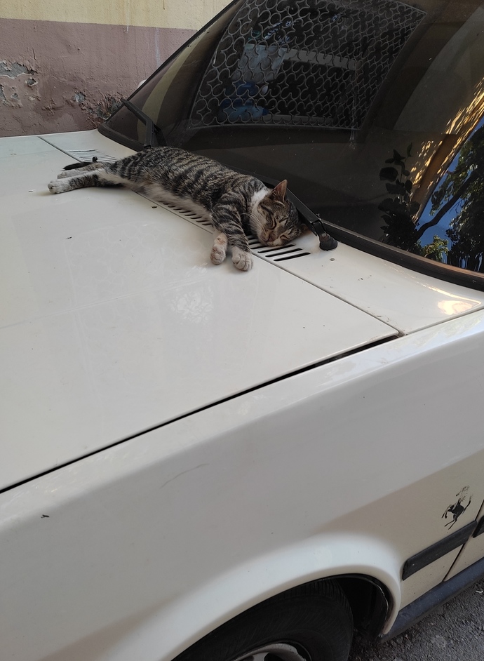 Şu tatlı ve minnoş kedinin uyuduğu yere bakar mısınız 😄?