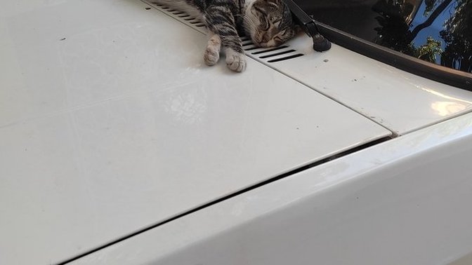 Şu tatlı ve minnoş kedinin uyuduğu yere bakar mısınız 😄?
