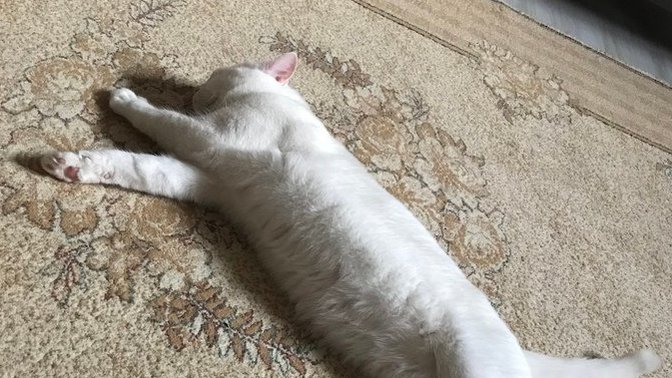 Kedilerle aranız nasıl?
