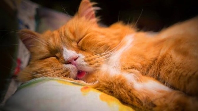 Gece rahat uyuyabildiniz mi?