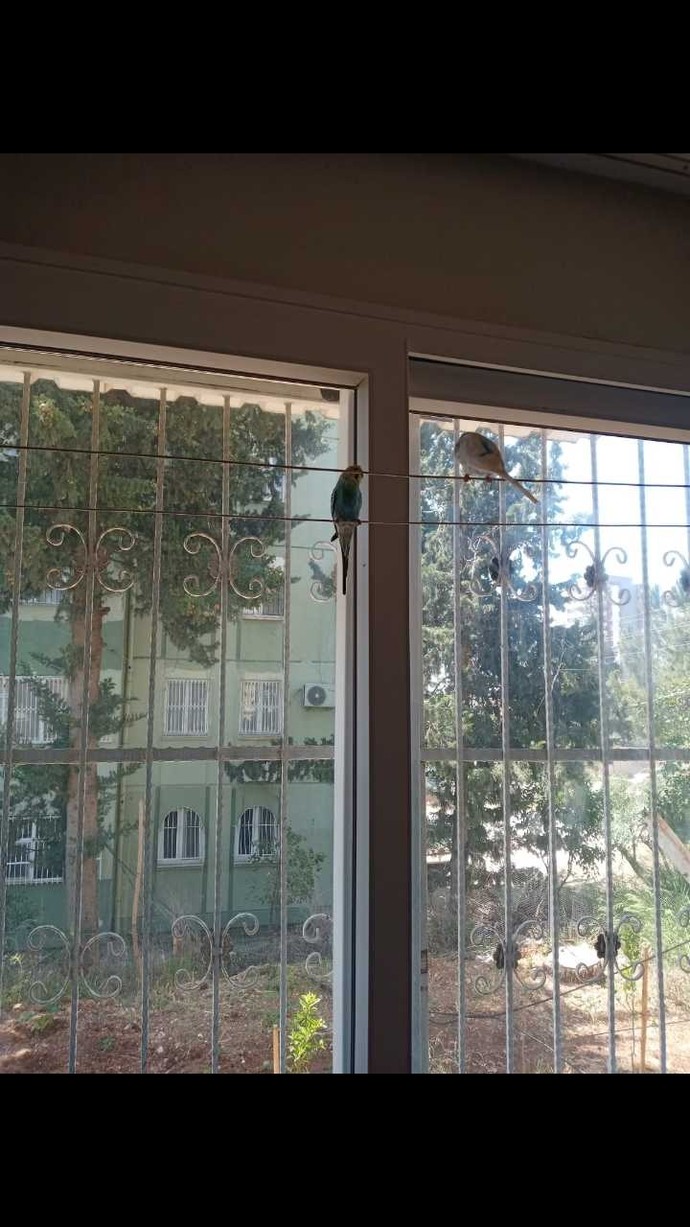 2 erkek muhabbet kuşu aynı evde yaşar mı?