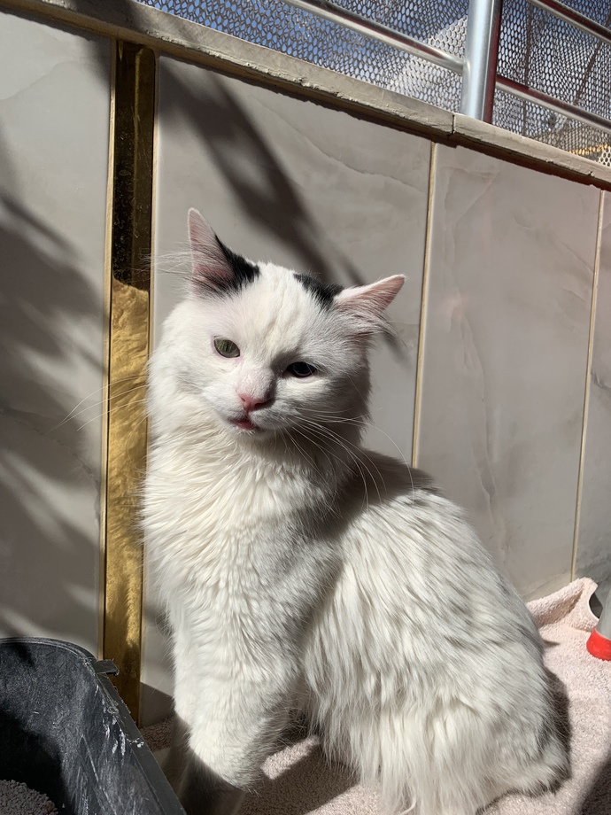 Evcil dostunun bebeklik ve yeni hallerinin fotoğraflarını paylaşır mısın?