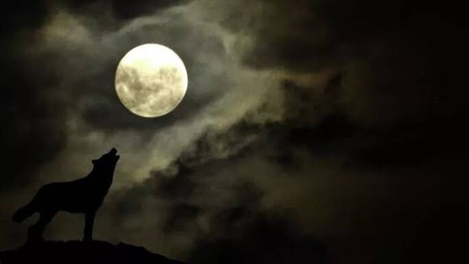 Kurt ulumalarıyla dolu bir ormanda bir gece geçirebilir miydiniz?