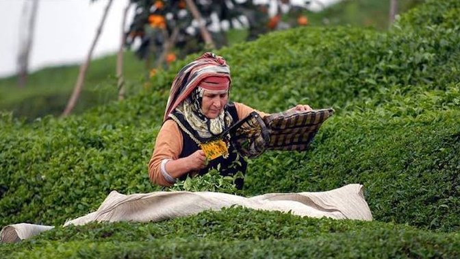 Bu yıl ki yaş çay alım taban fiyatı açıklandı. Sizce açıklanan fiyat çiftçiyi memnun etmiş midir?