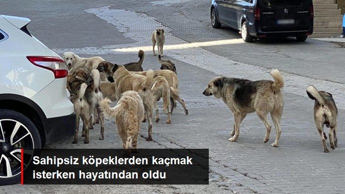 Sahipsiz köpeklerden kaçmaya çalışırken öldü! Köpeklerle karşılaştığınızda ne yapıyorsunuz?