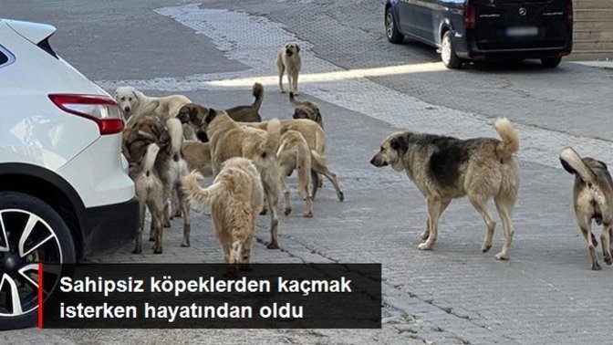 Sahipsiz köpeklerden kaçmaya çalışırken öldü! Köpeklerle karşılaştığınızda ne yapıyorsunuz?