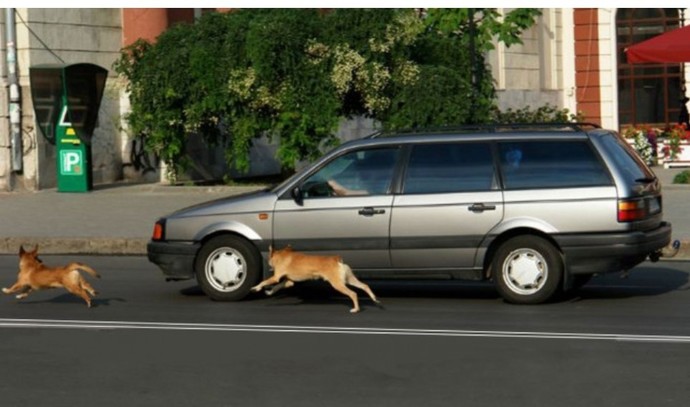 Köpekler neden motorlu taşıtların arkasından koşarken havlarlar?