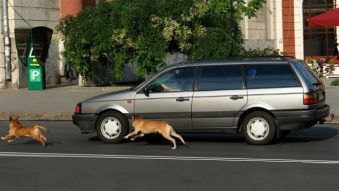 Köpekler neden motorlu taşıtların arkasından koşarken havlarlar?