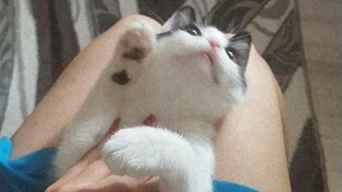 Bunu ısırayım mı?