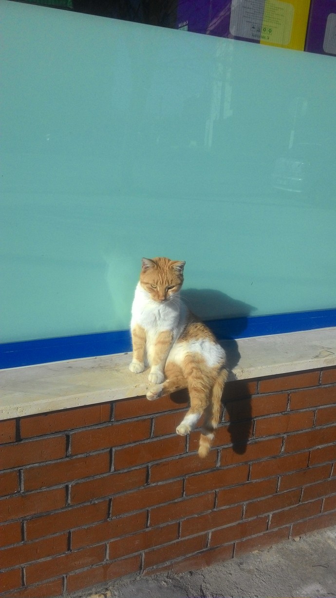 kedi bile bıkmış
