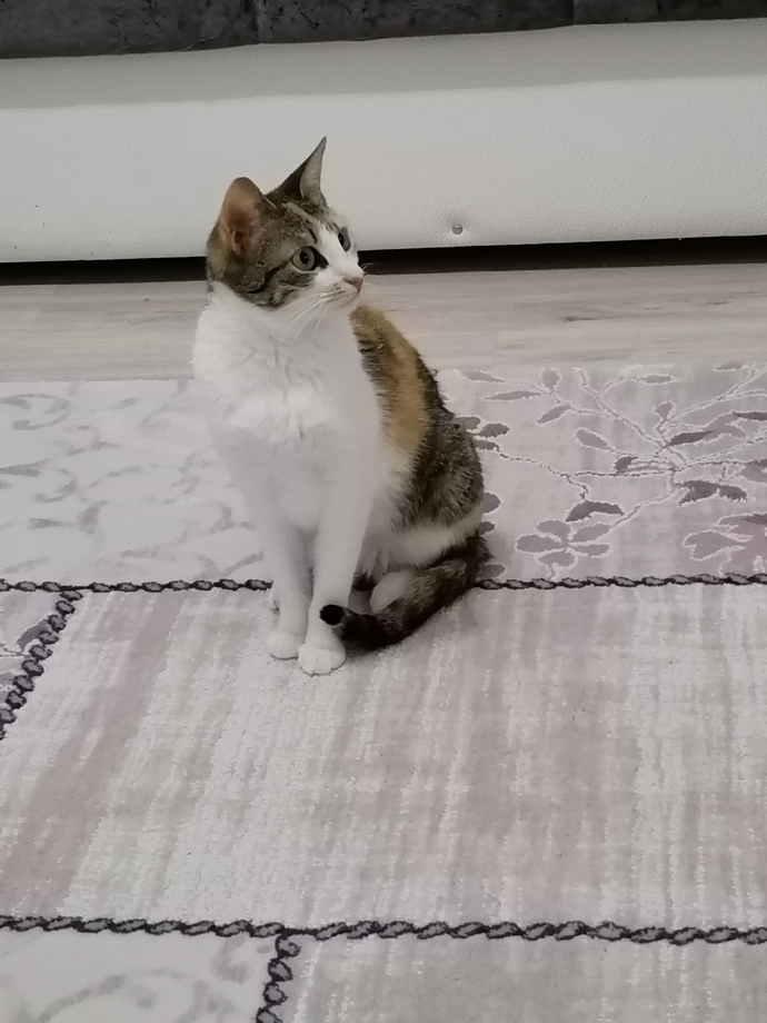 Patili dostunuz var mı?