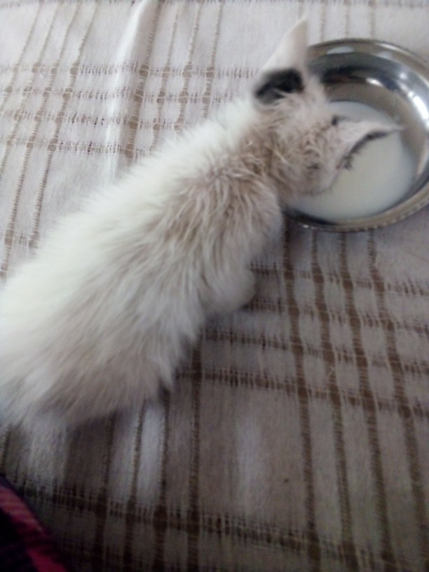 Bebeğim tatlı mı😍🐈?