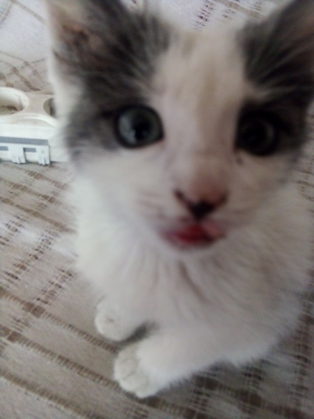 Bebeğim tatlı mı😍🐈?