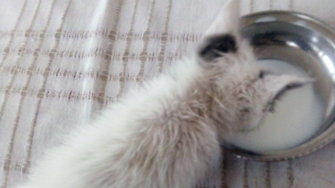 Bebeğim tatlı mı😍🐈?