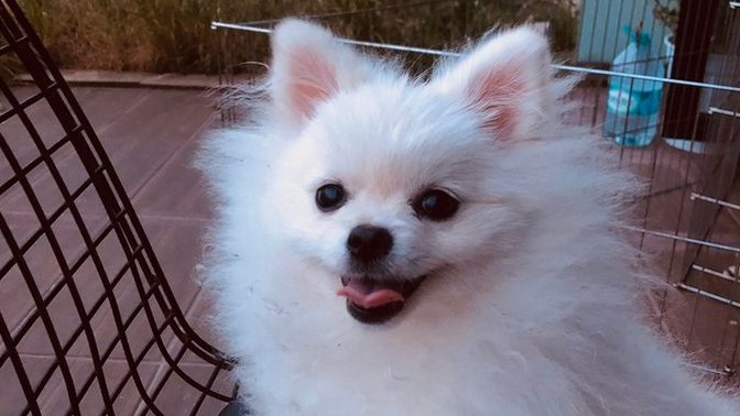 Köpeğin cinsi nedir?