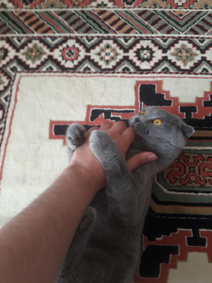 Fiziki kavgaya karıştınız mı hiç?