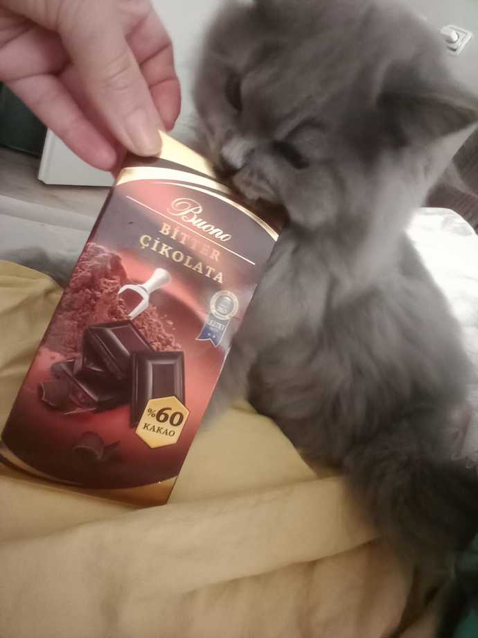 Bende karıştım hemde en tatlı kavga çikolata kavgasına