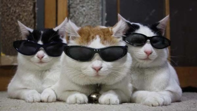 Kedi sahiplenmek pişmanlık mıdır?
