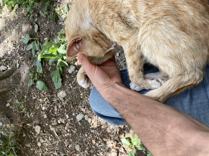 Kızlar’da , kediler gibi okşanıp uyumayı severmi?