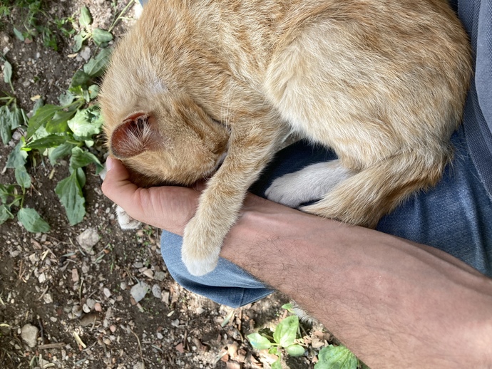 Kızlar’da , kediler gibi okşanıp uyumayı severmi?