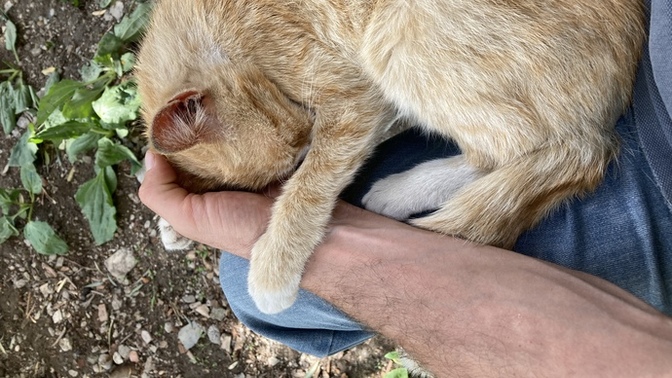 Kızlar’da , kediler gibi okşanıp uyumayı severmi?