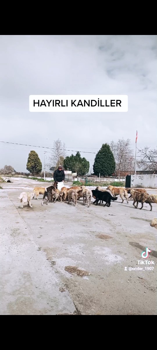 Sokak hayvanlarinin, saglik sorunu oldugunda Kim ilgileniyor?