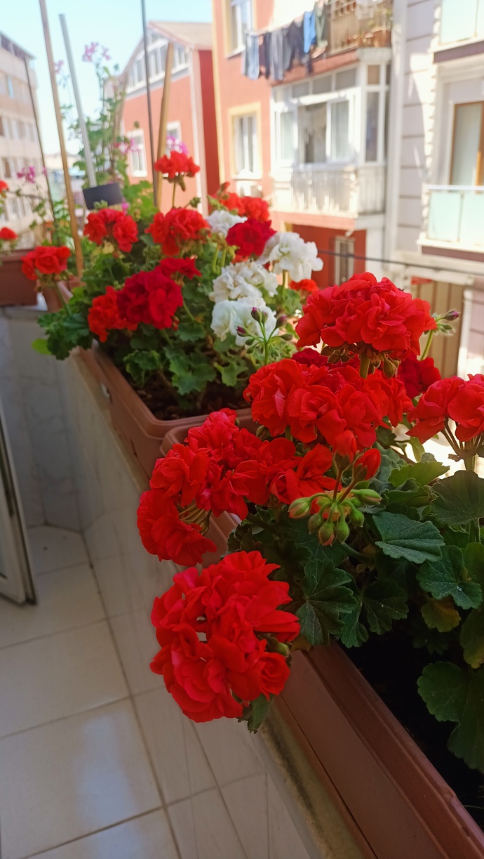 Çiçek bakımının püf noktaları nelerdir?