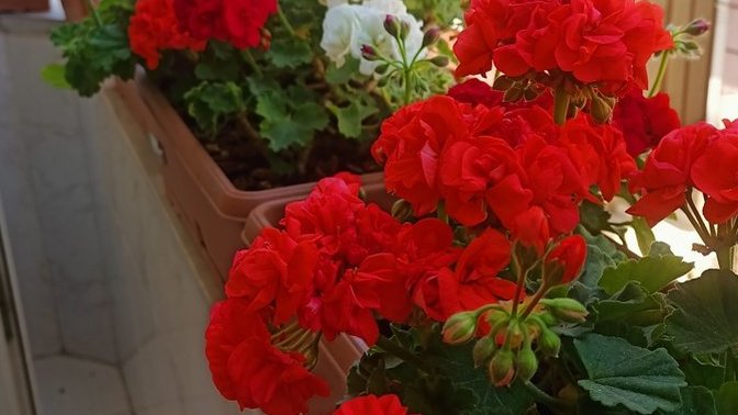 Çiçek bakımının püf noktaları nelerdir?