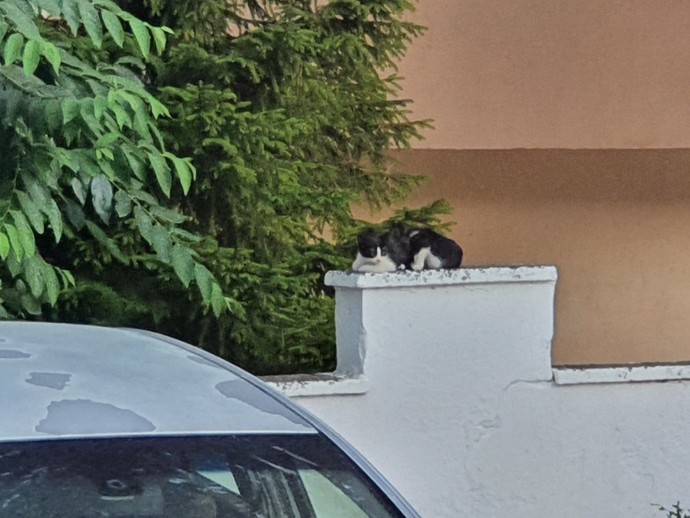 Evcil dostunu paylaşır mısın?
