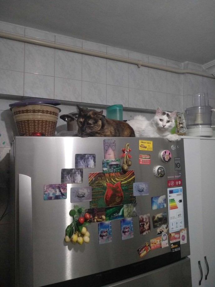 Evcil dostunu paylaşır mısın?