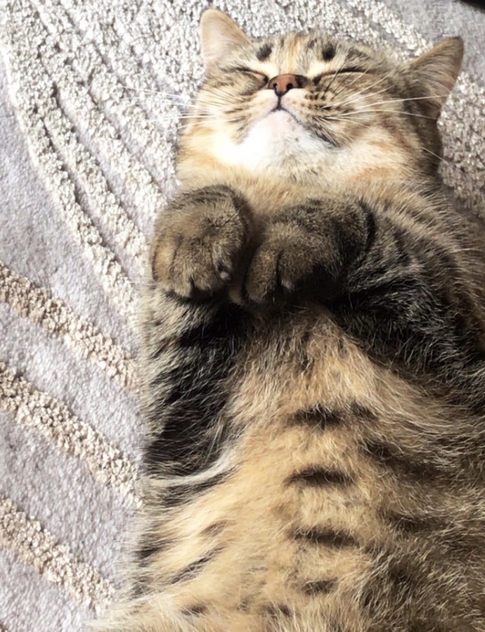 😻