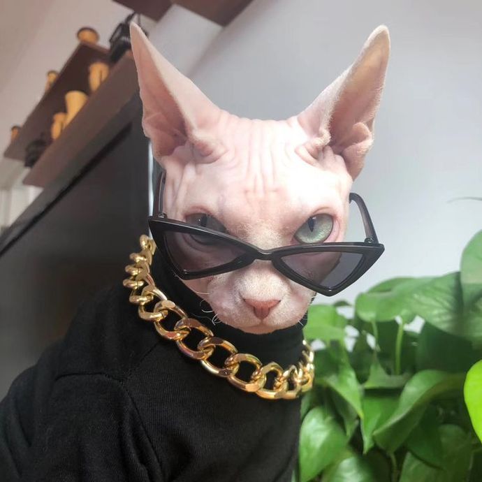 Kedi sahiplenirken hangi özelliklerinden etkilenirsiniz?