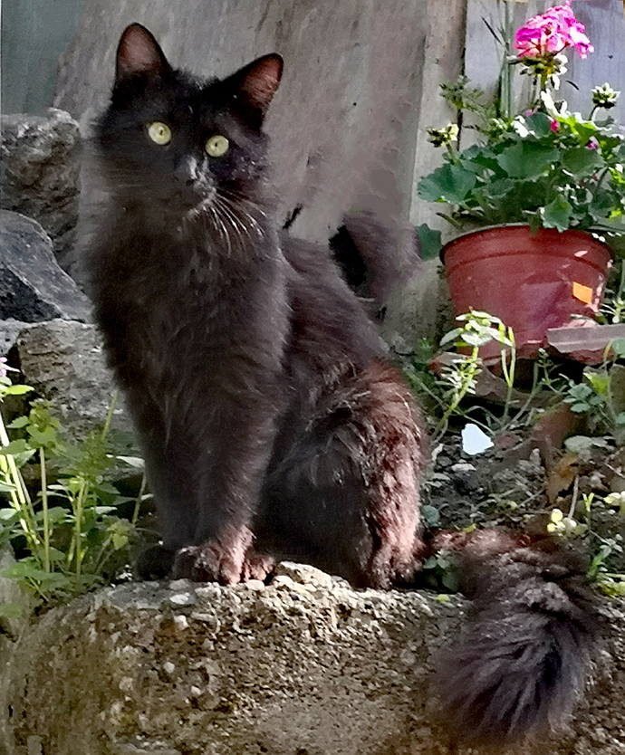 Kedi sahiplenirken hangi özelliklerinden etkilenirsiniz?