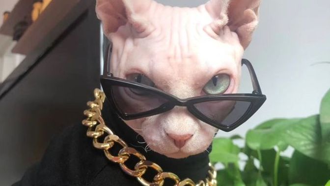 Kedi sahiplenirken hangi özelliklerinden etkilenirsiniz?