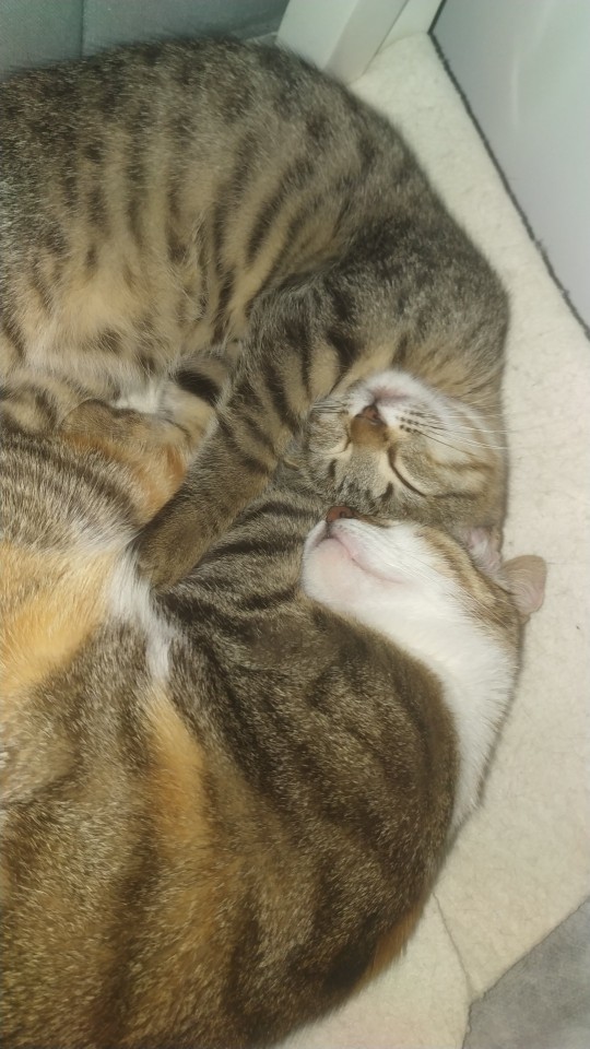 Kedi besleyenler hangi mamayı kullanıyorsunuz?